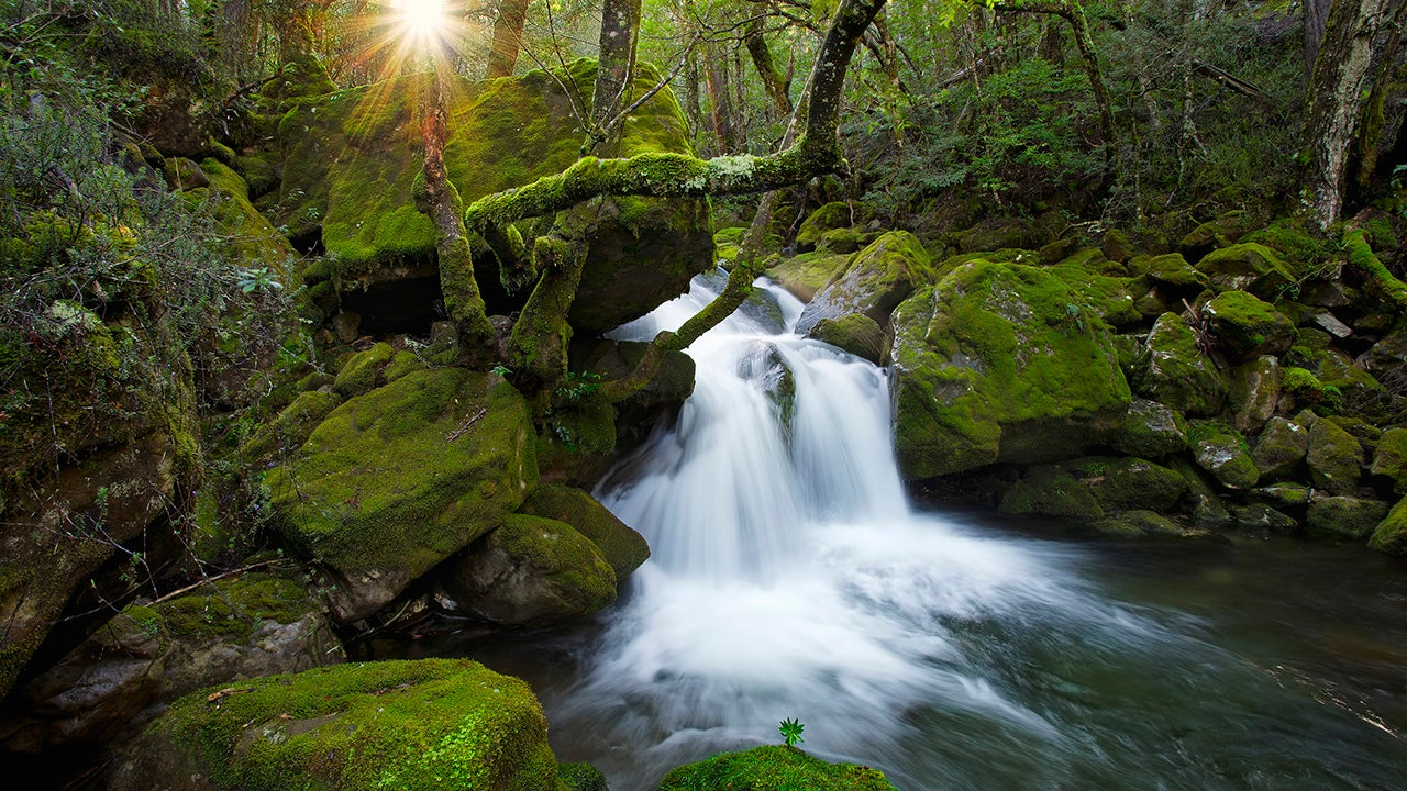 1. Hike through the Rainforest in Tasmania, Australia
