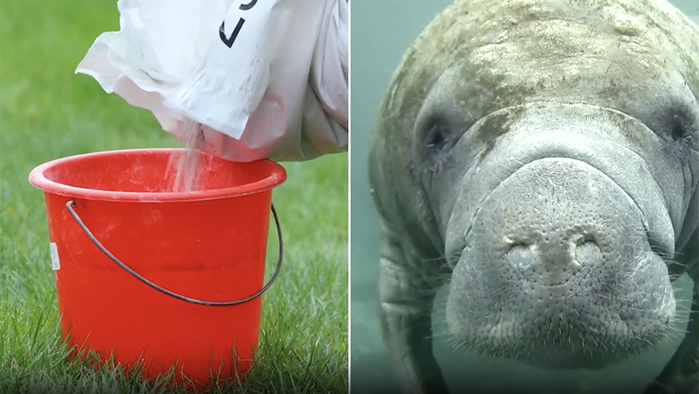 Florida Campaign Urges Residents To Go 'Fertilizer-Free For Manatees&rsquo;