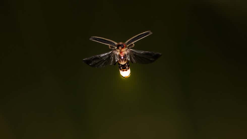 Do You Remember There Being More Fireflies Videos From The Weather do-you-remember-there-being-more-fireflies-videos-from-the-weather