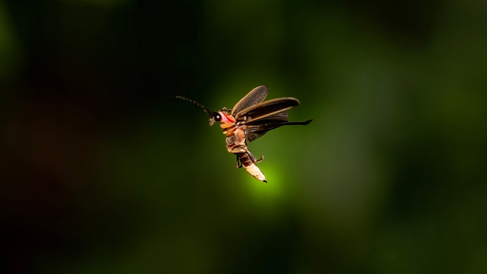 Glow Up Your Yard: 5 Tips For Creating A Firefly Haven