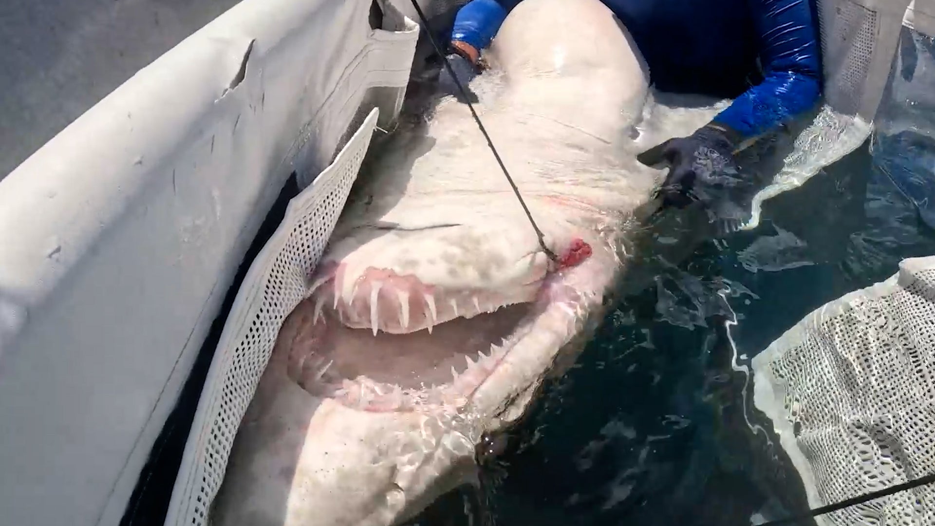 Endangered Shark Rescued From Deadly Fishhook