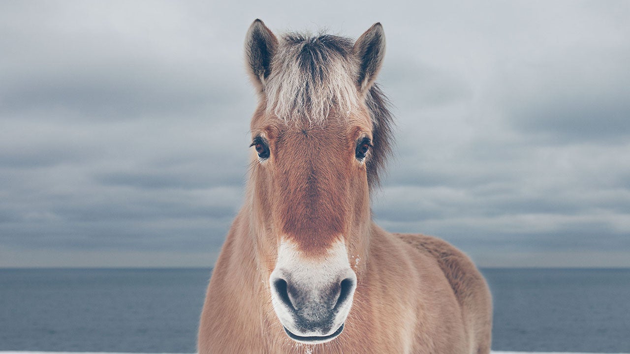 Unbridled: America's Wild Horses (PHOTOS)