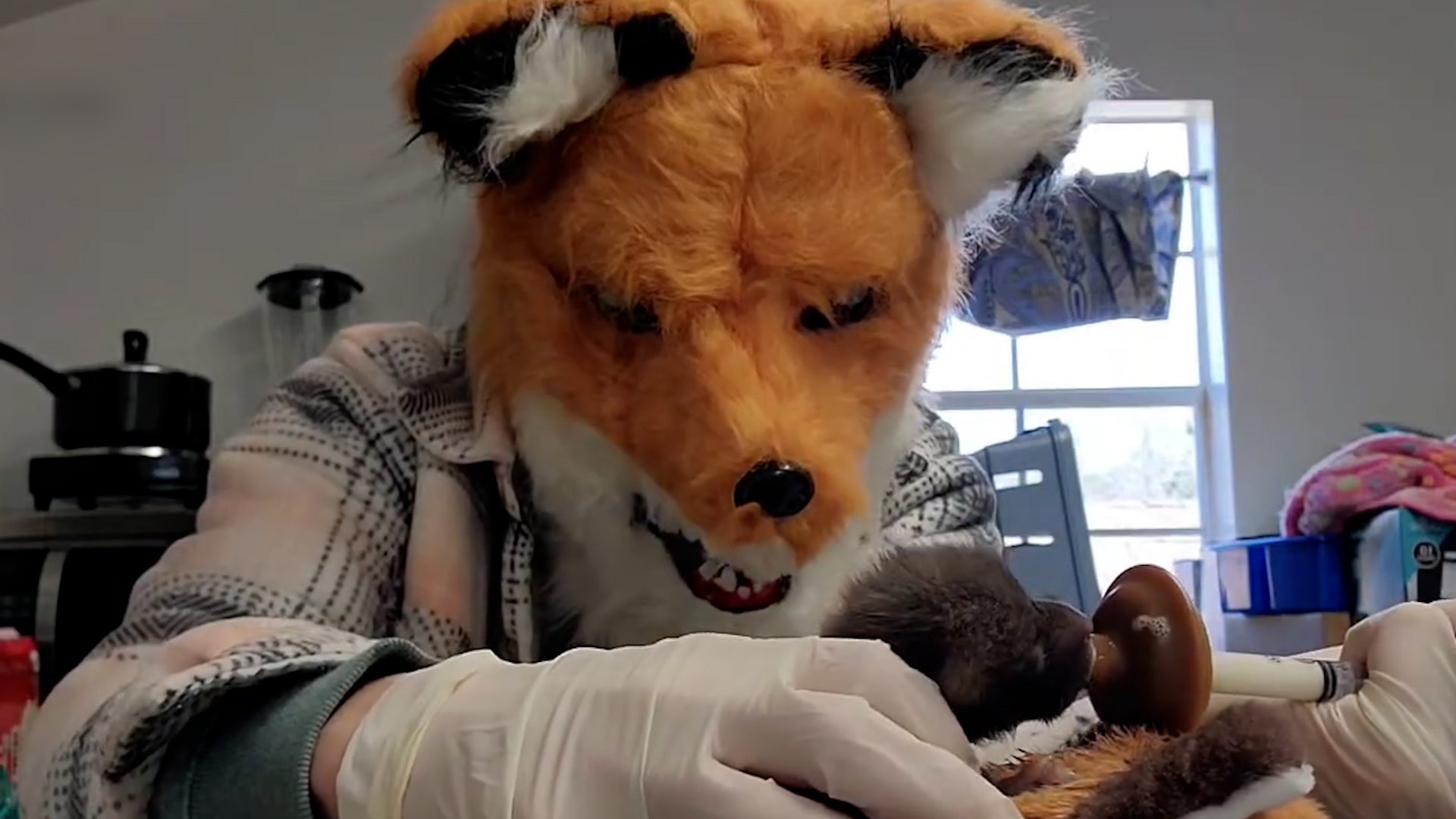 Furry Fashion? Worker Dons Animal Mask To Protect Young Fox