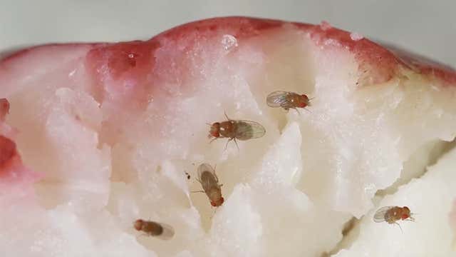 Fly Invasion Fruit Fly Invasion? Here’s What To Do - Videos from The Weather Channel
