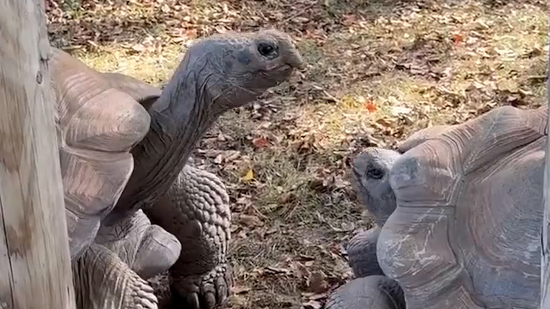 Tortoises At Indiana Zoo Prove That All Siblings Fight