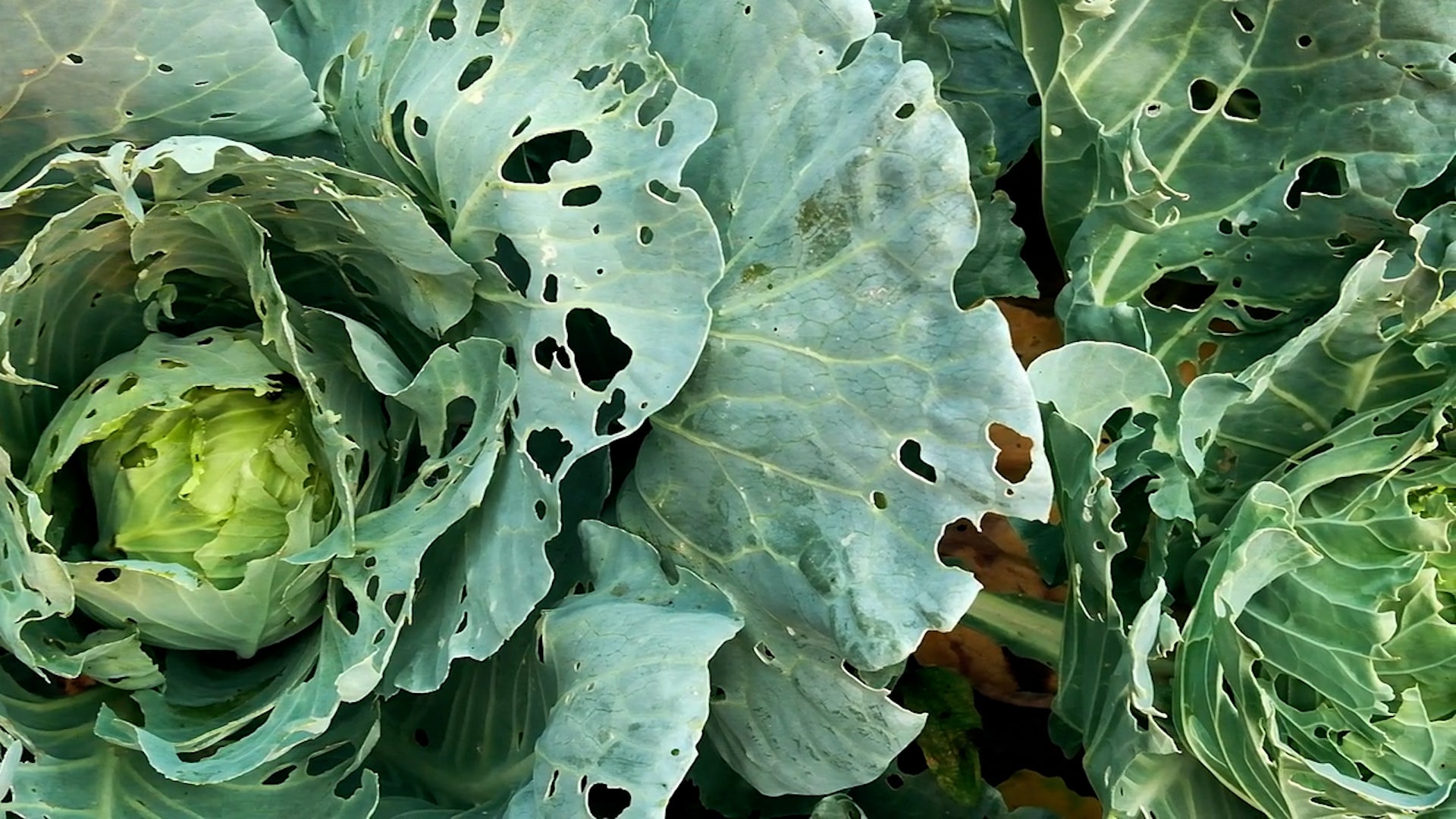 Pointers For Preventing Pesky Pests From Plundering Plants