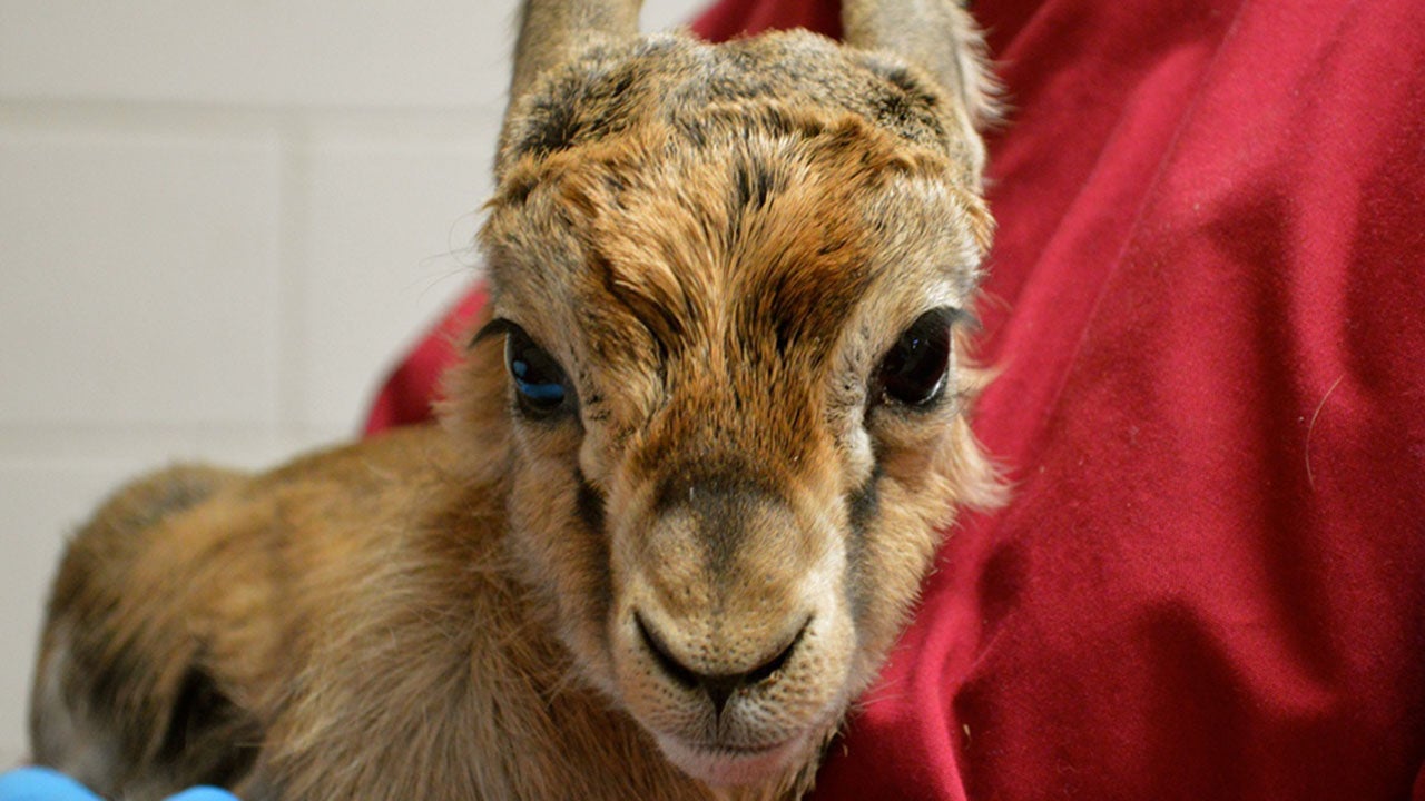 Three Rare Gazelles, Rare Sloth Bear Born at Zoos Worlds Apart (PHOTOS