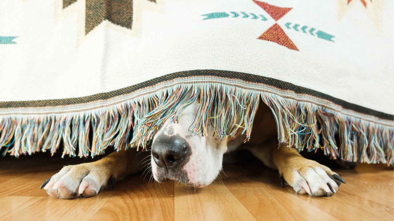 Fireworks And Pets: How To Keep Them Safe And Calm
