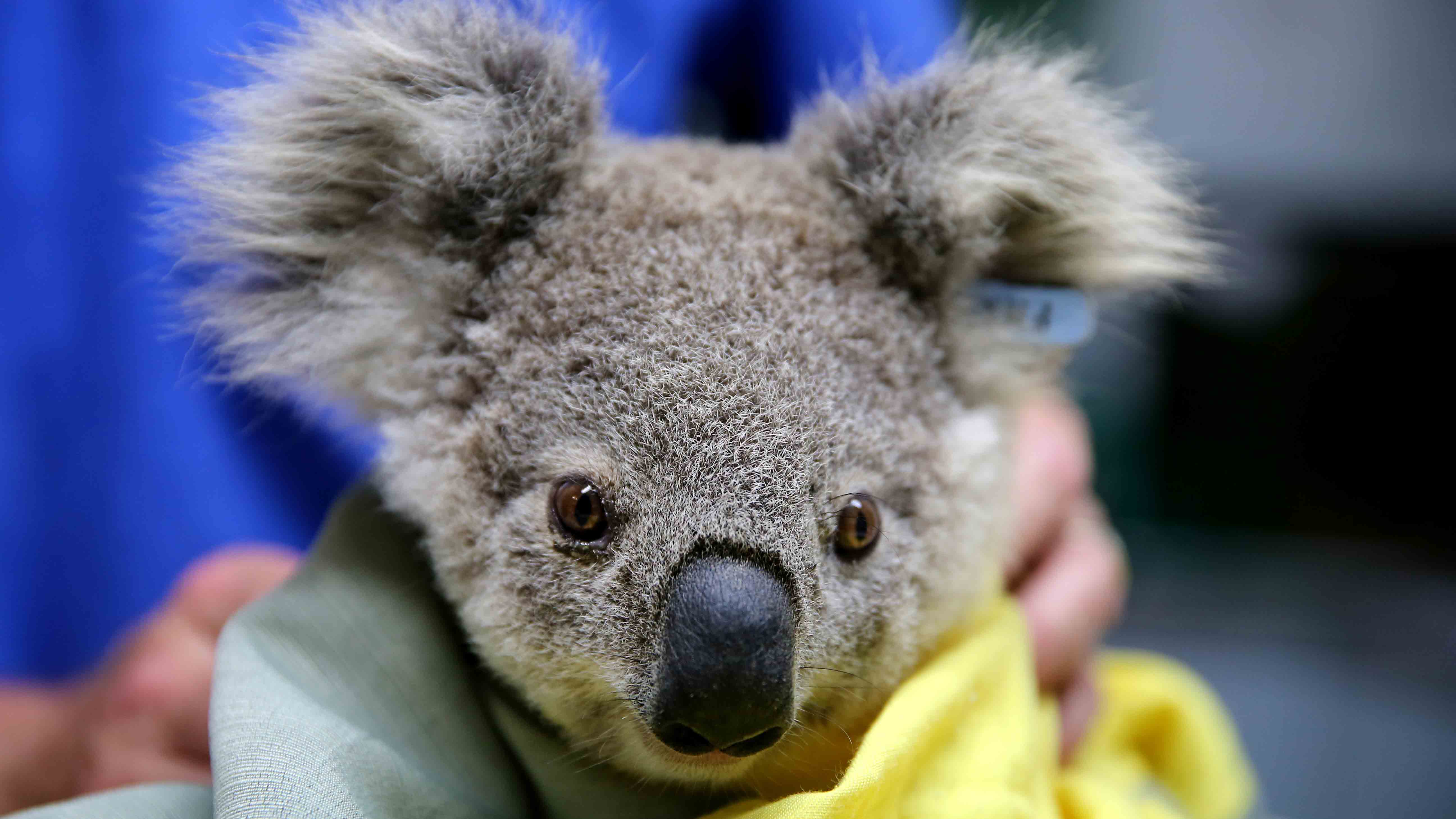 Koalas, Under Stress From Wildfires and Climate Change, Could Become Extinct in One Part of Australia - The Weather Channel