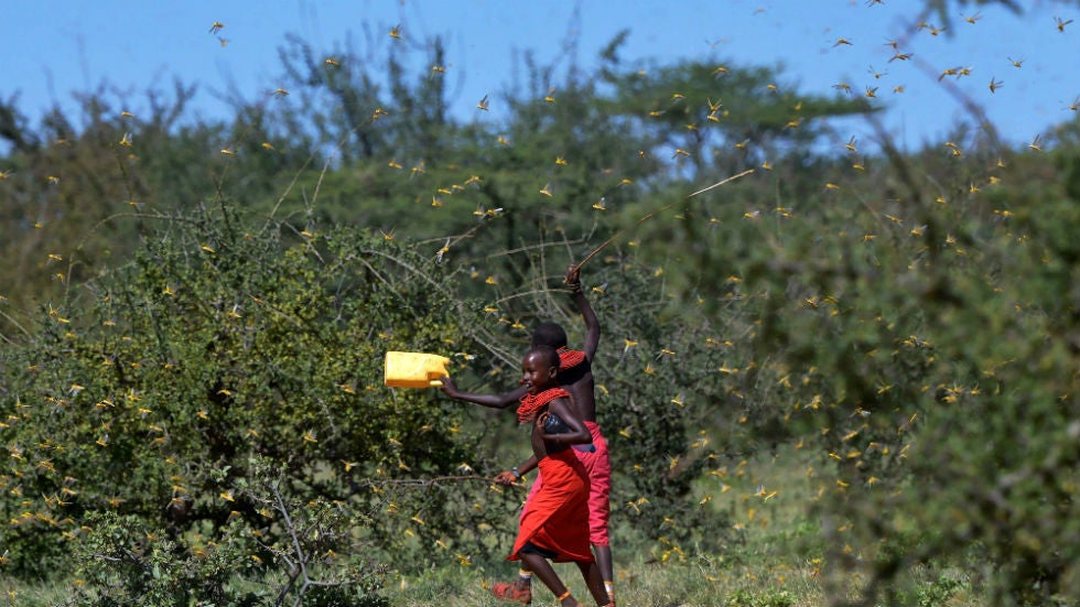 'Unprecedented' East Africa Locust Plague Fueled by Heavy Rain The Weather Channel