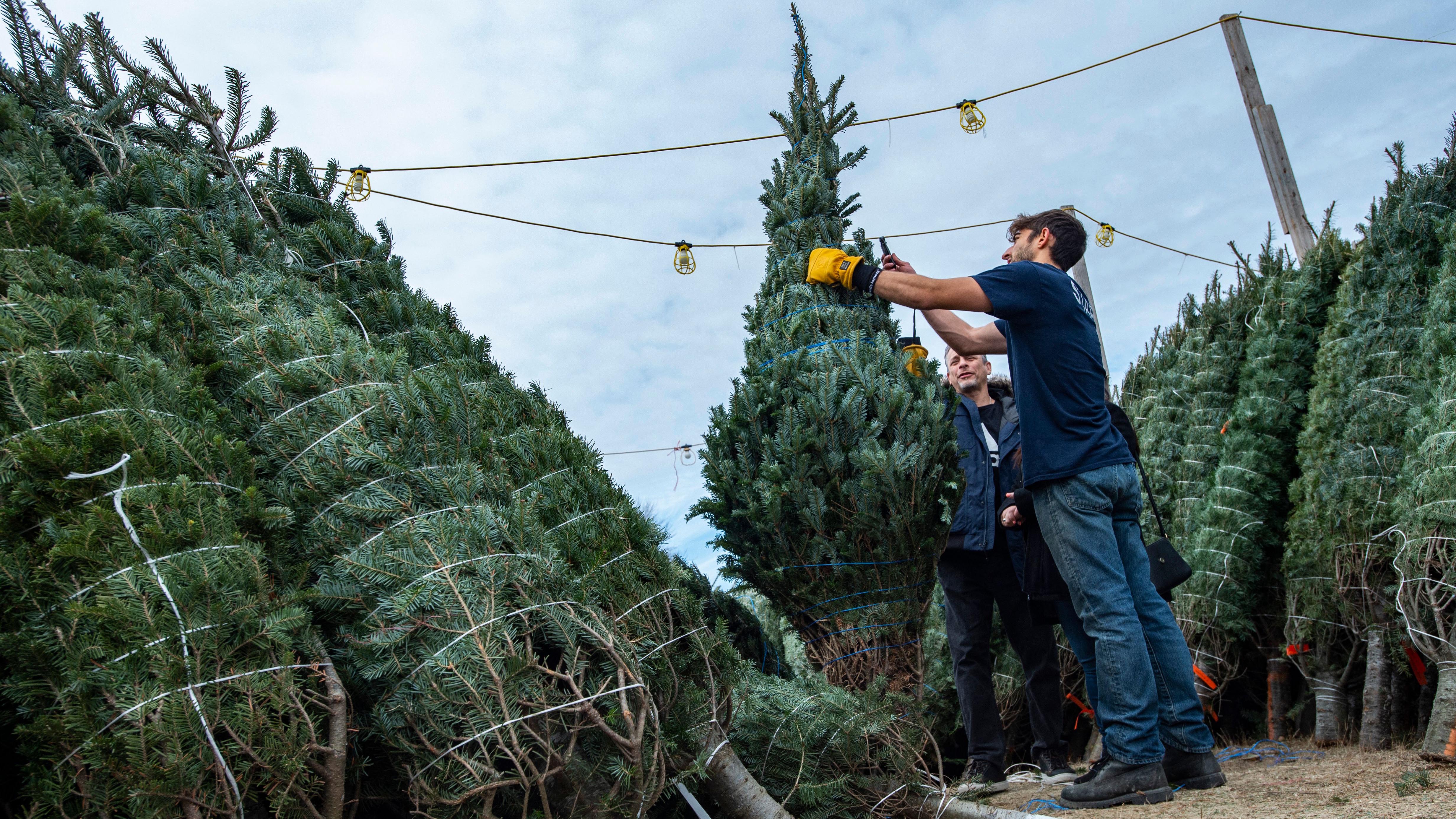Will Weather Affect North Carolina Christmas Trees This Year? Weather