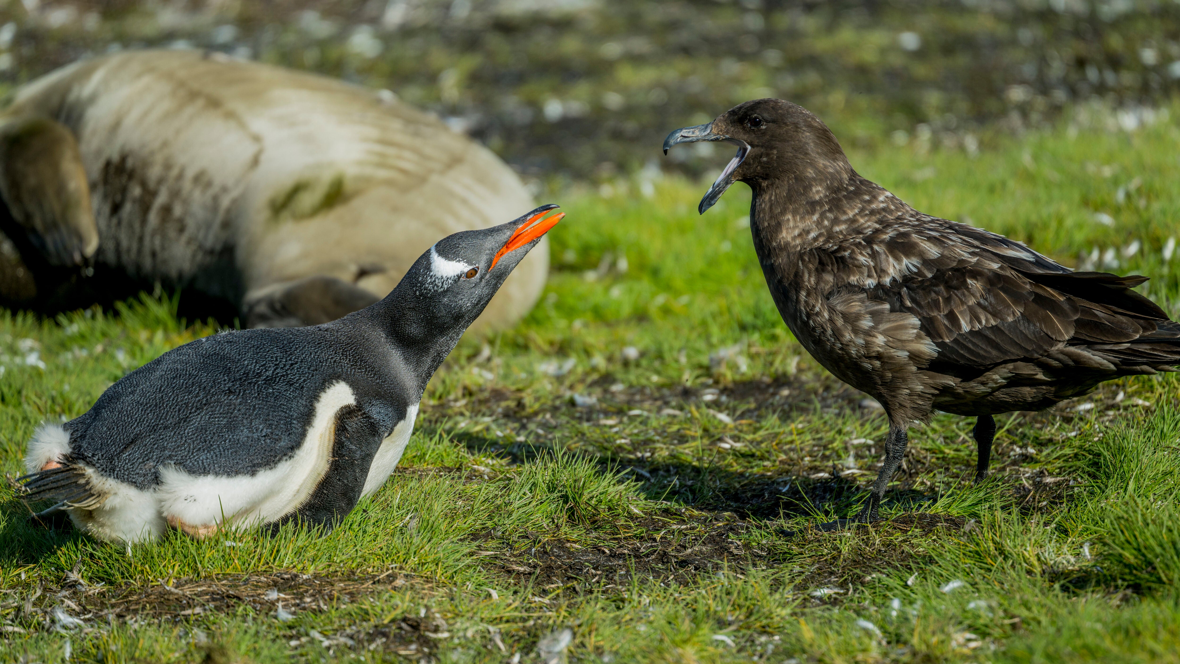 Bird Flu Spreads To Antarctic Region For First Time Ever