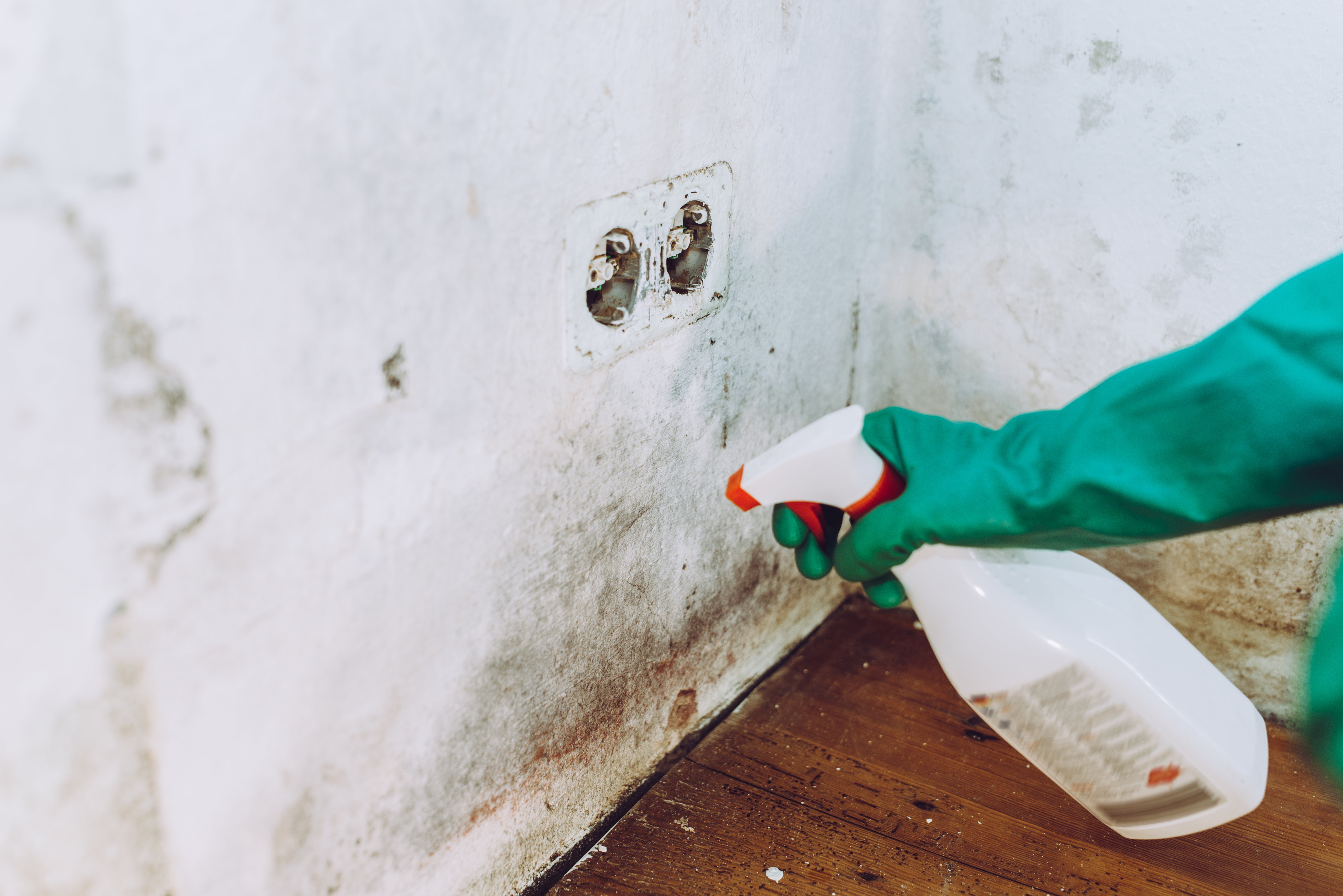 Mold on wall