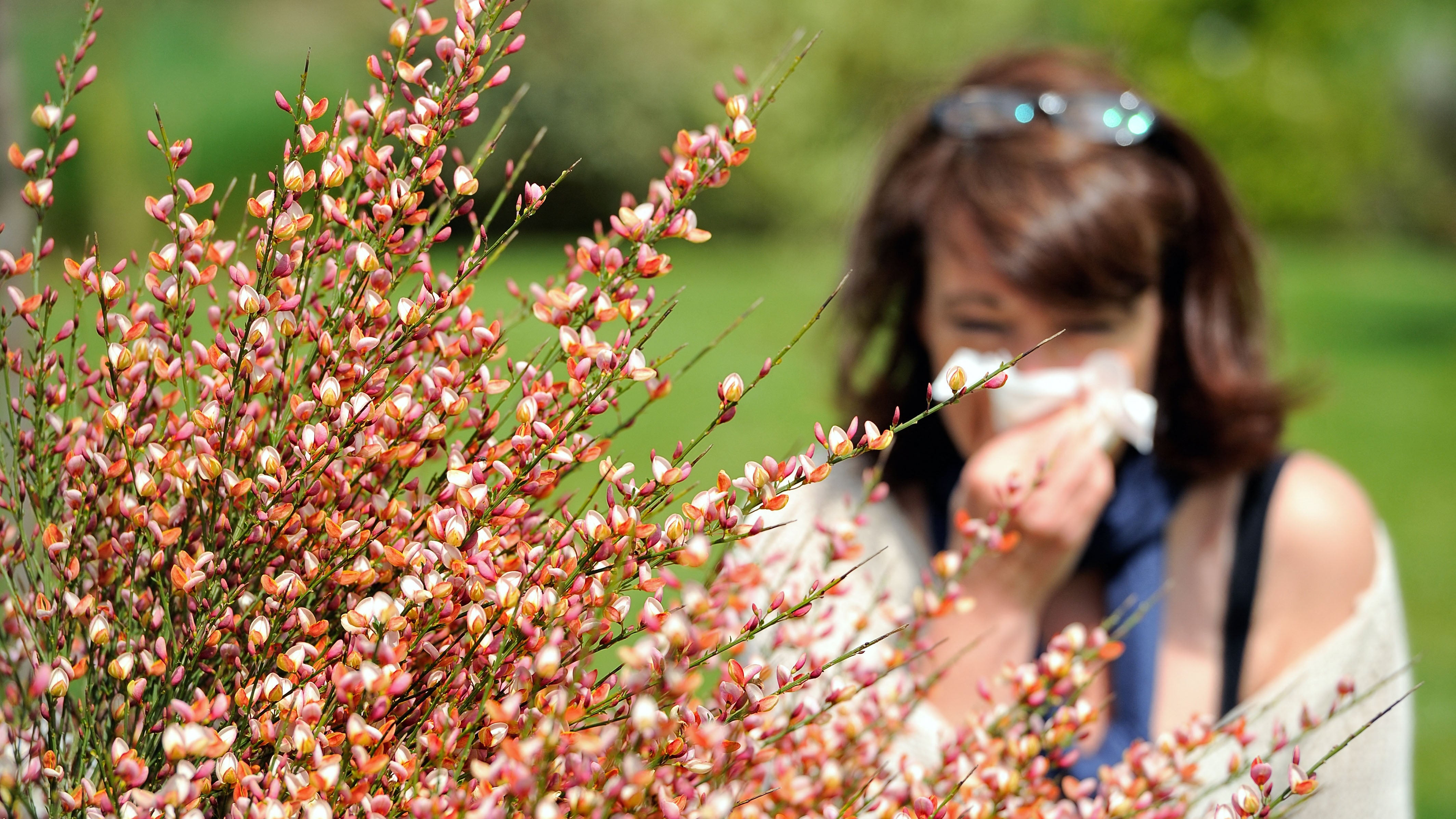 Longer Growing Season Means Longer Allergy Season In 172 Cities