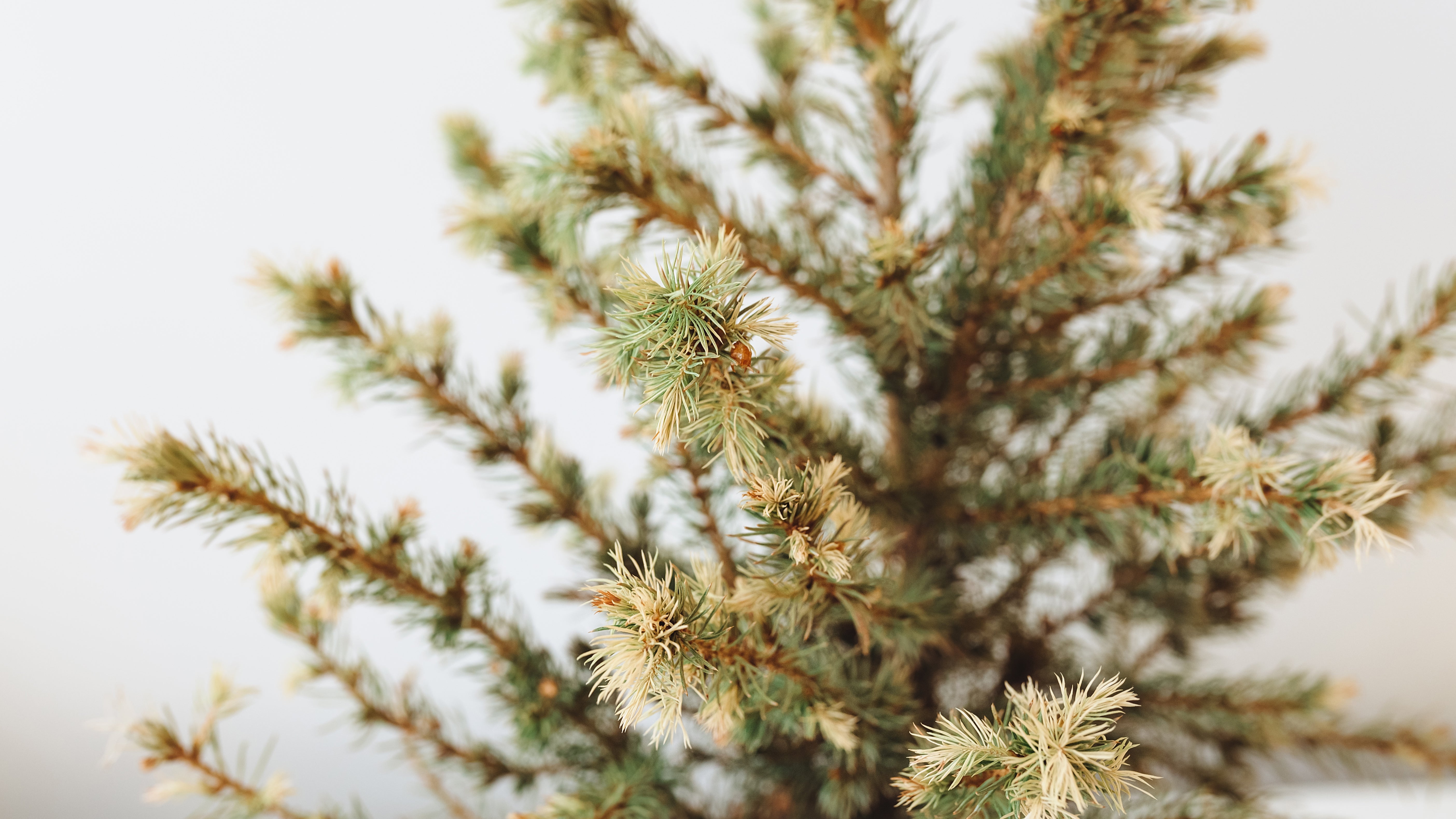 Your Christmas Tree Is Thirsty! These Simple Steps Can Help Your Live Tree Last Longer