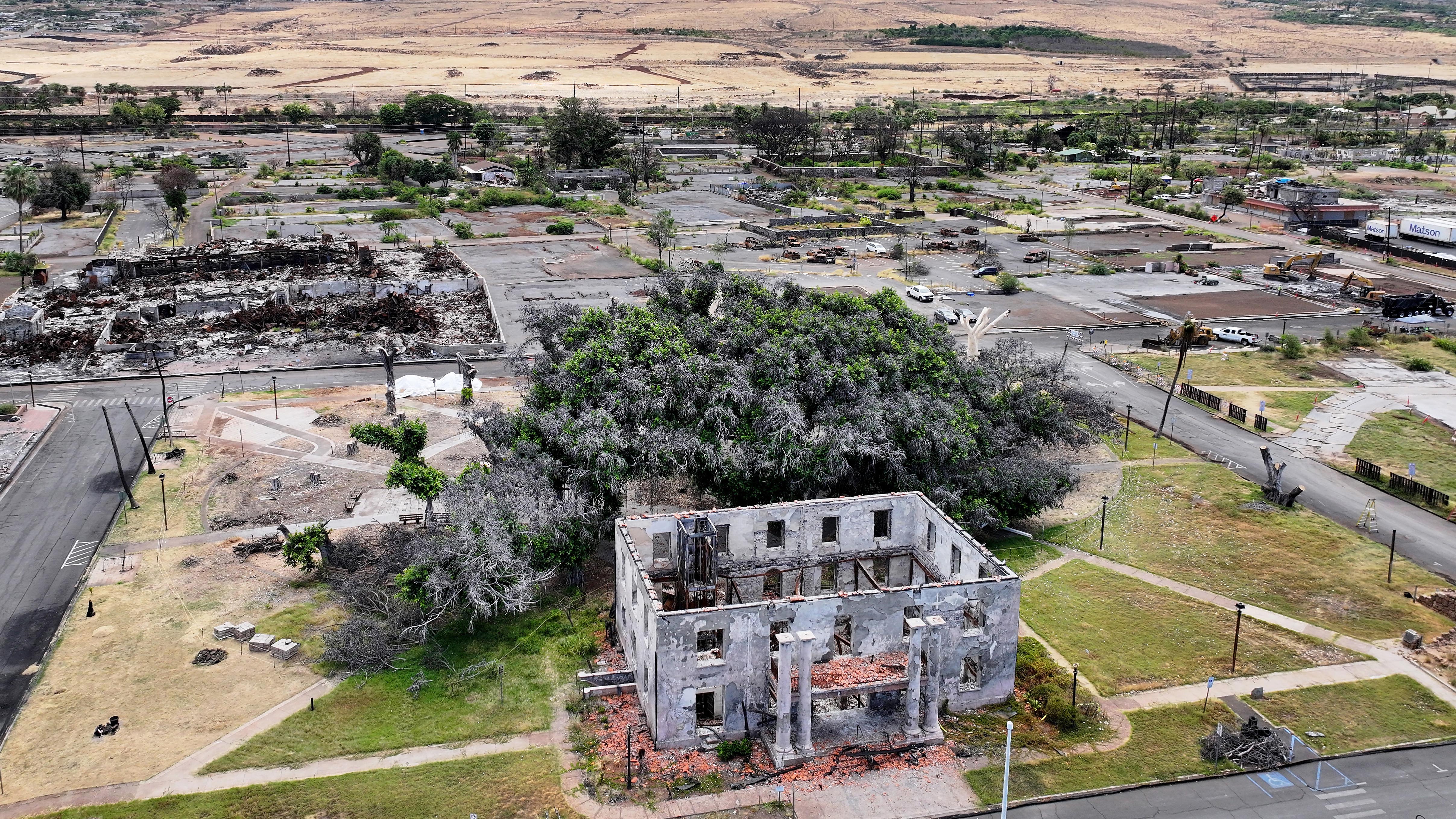 An aerial photo shows a sprawling tree is seen growing again after fire damage, with a burned out building in the foreground.