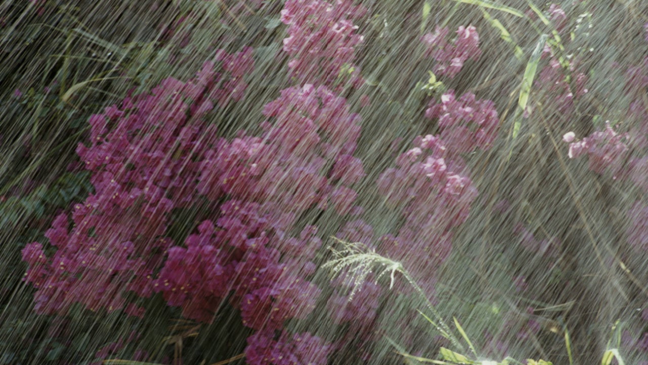 How Rain Can Make Your Allergies Worse