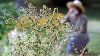 Pollen Count And Allergy Info For Buffalo Ny The Weather Channel Weather Com Pollen Count And Allergy Info For Buffalo Ny The Weather Channel Weather Com