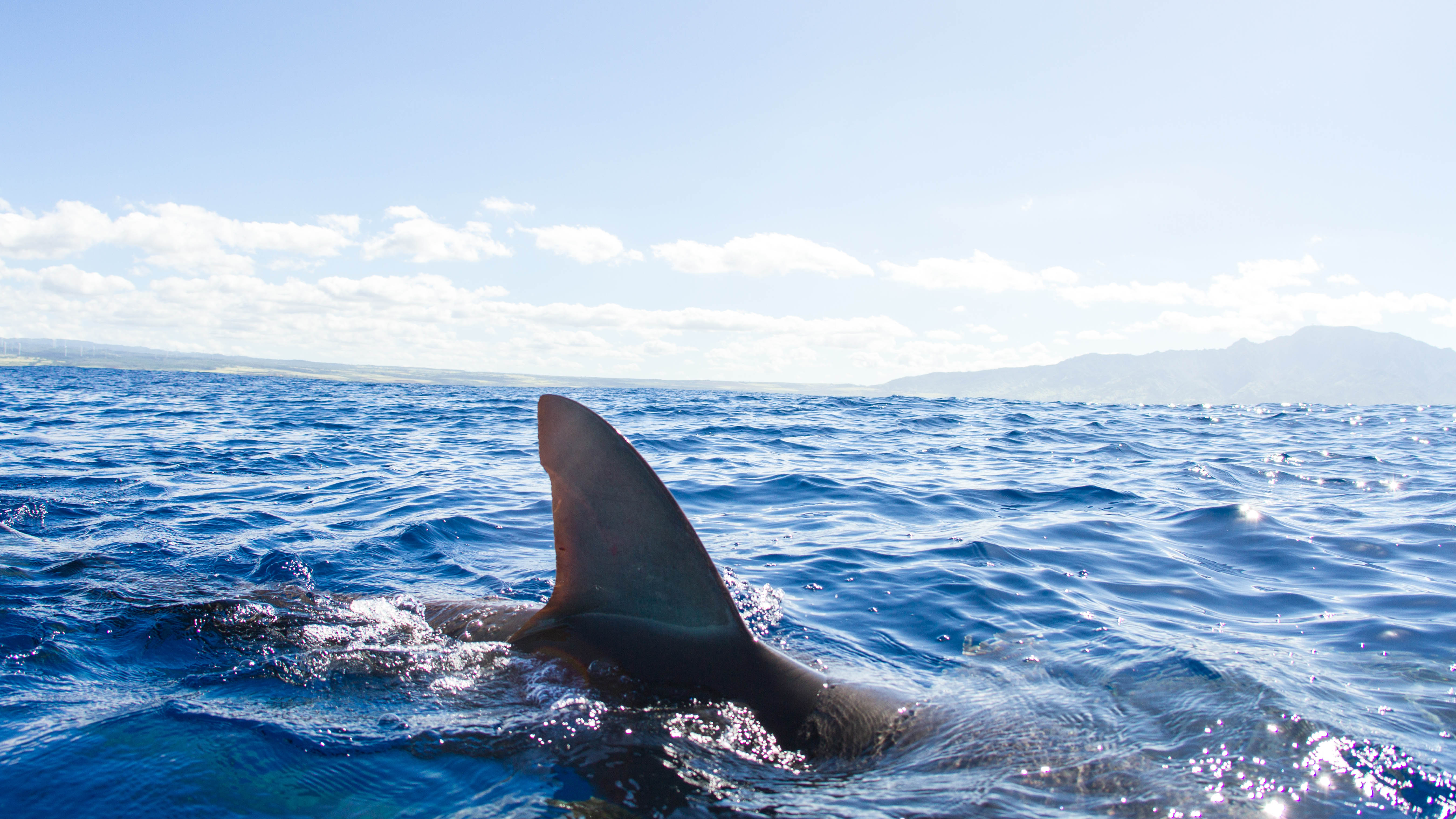 Shark Bites Reported In Florida, New Jersey