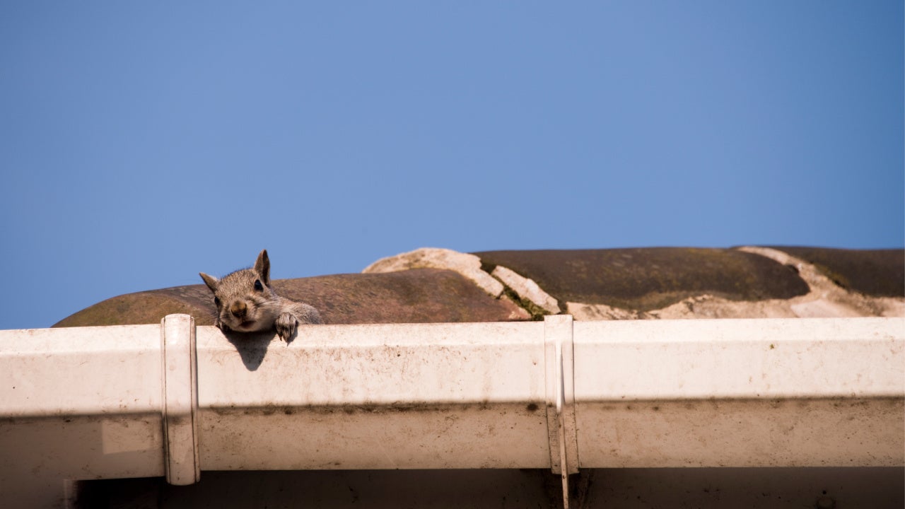 What to Do if You Find Critters Living in Your Home