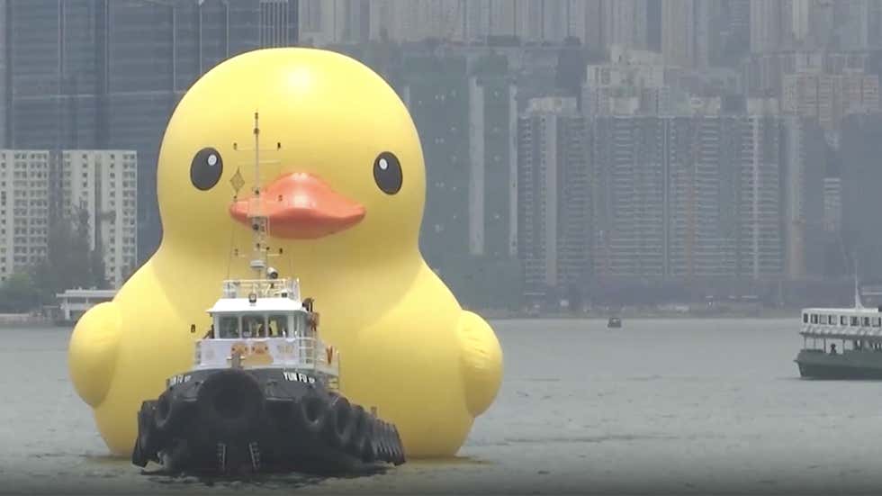 Very Large Inflatable Duck Giant Inflatable Ducks Pop Up In Harbor - Videos from The Weather Channel