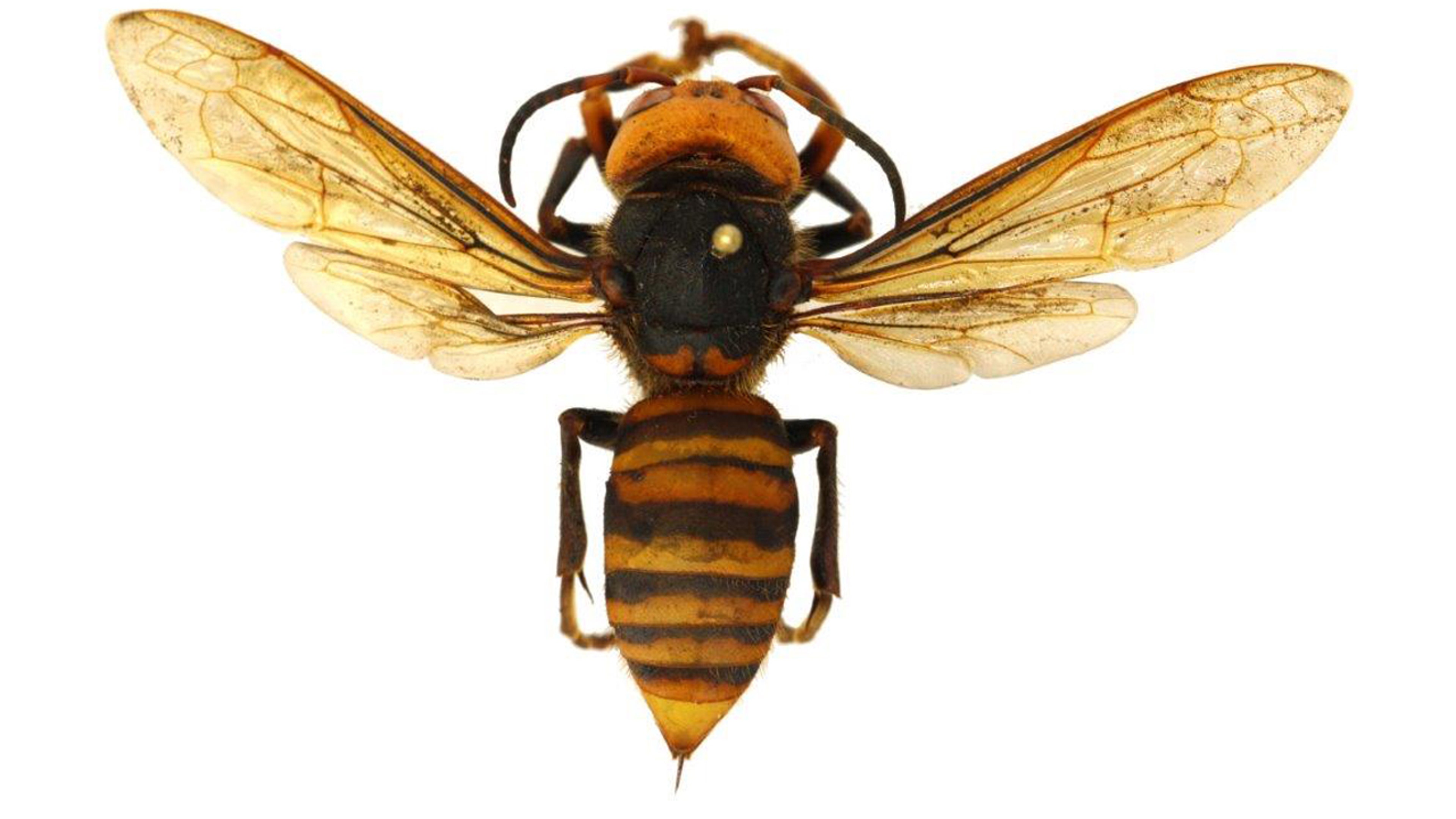 GiantHornetOverhead.jpg