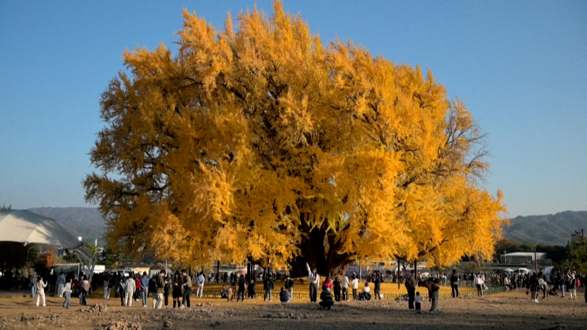 Why Visitors Flock To This 800-Year-Old Tree Every Autumn