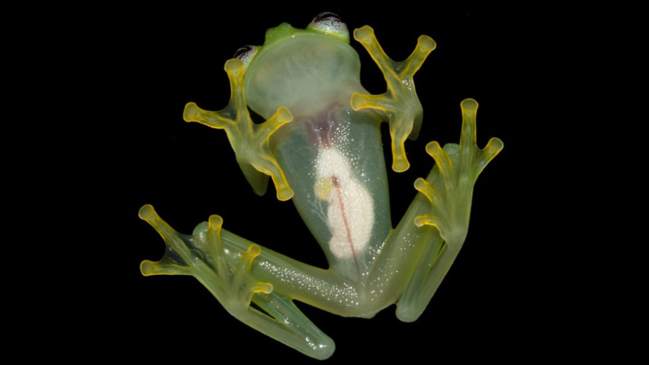 Mini Frogs, Plus 7 More Newly Discovered Creatures | The Weather Channel
