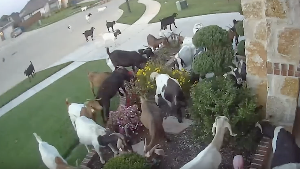 Loose Goats Munch Through Texas Neighborhood