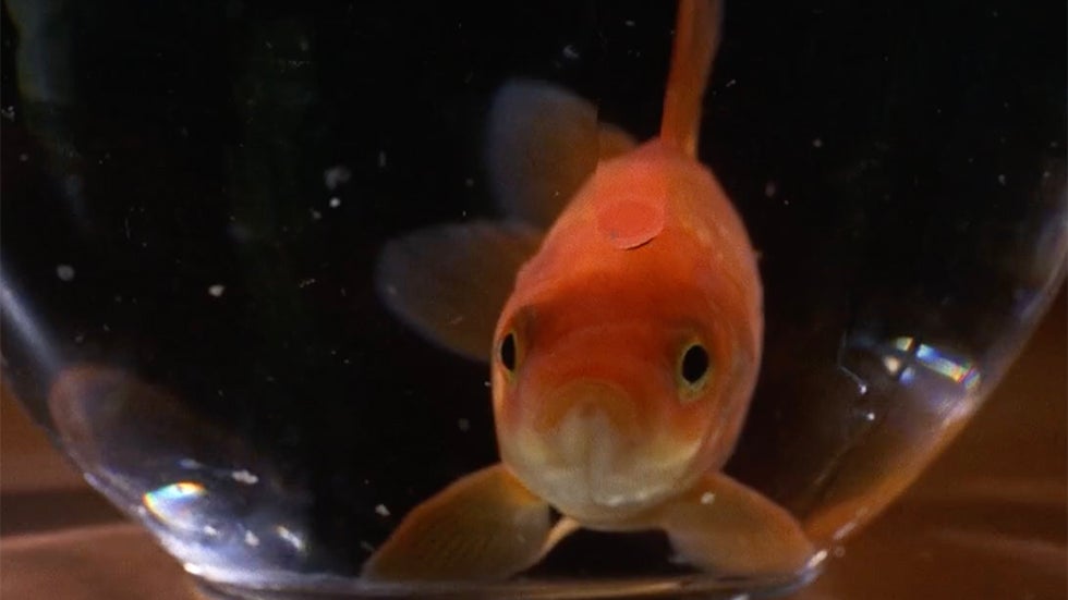 The Danger of Releasing Your Pet Goldfish Into the Wild