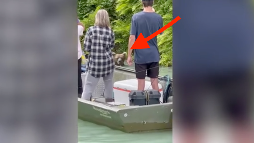 Hier plantscht ein Grizzly direkt neben Anglern - Videos from The ...