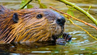 Beavers Might Be Better At Fighting Climate Change Than We Are, New Research Reveals 1 Beavers Might Be Better At Fighting Climate Change Than We Are, New Research Reveals 1