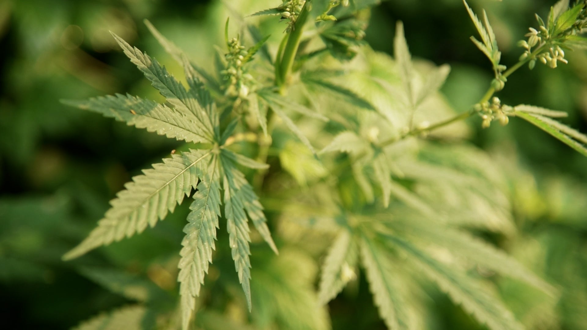 Thirsty Crop, Drying Climate: The Water Cost Of Cannabis