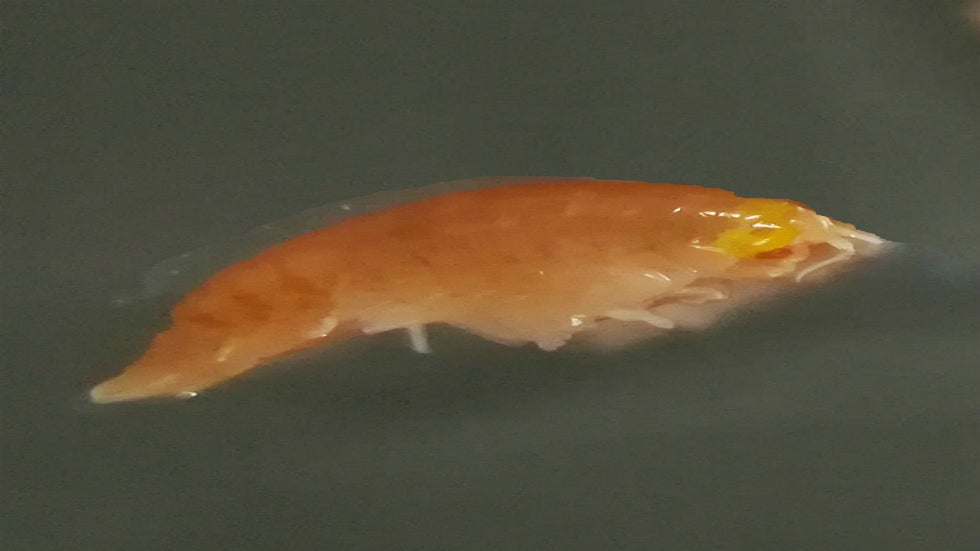 Radioactive Carbon Found in Animals At the Ocean's Deepest Depths Radioactive Carbon Found in Animals At the Ocean's Deepest Depths
