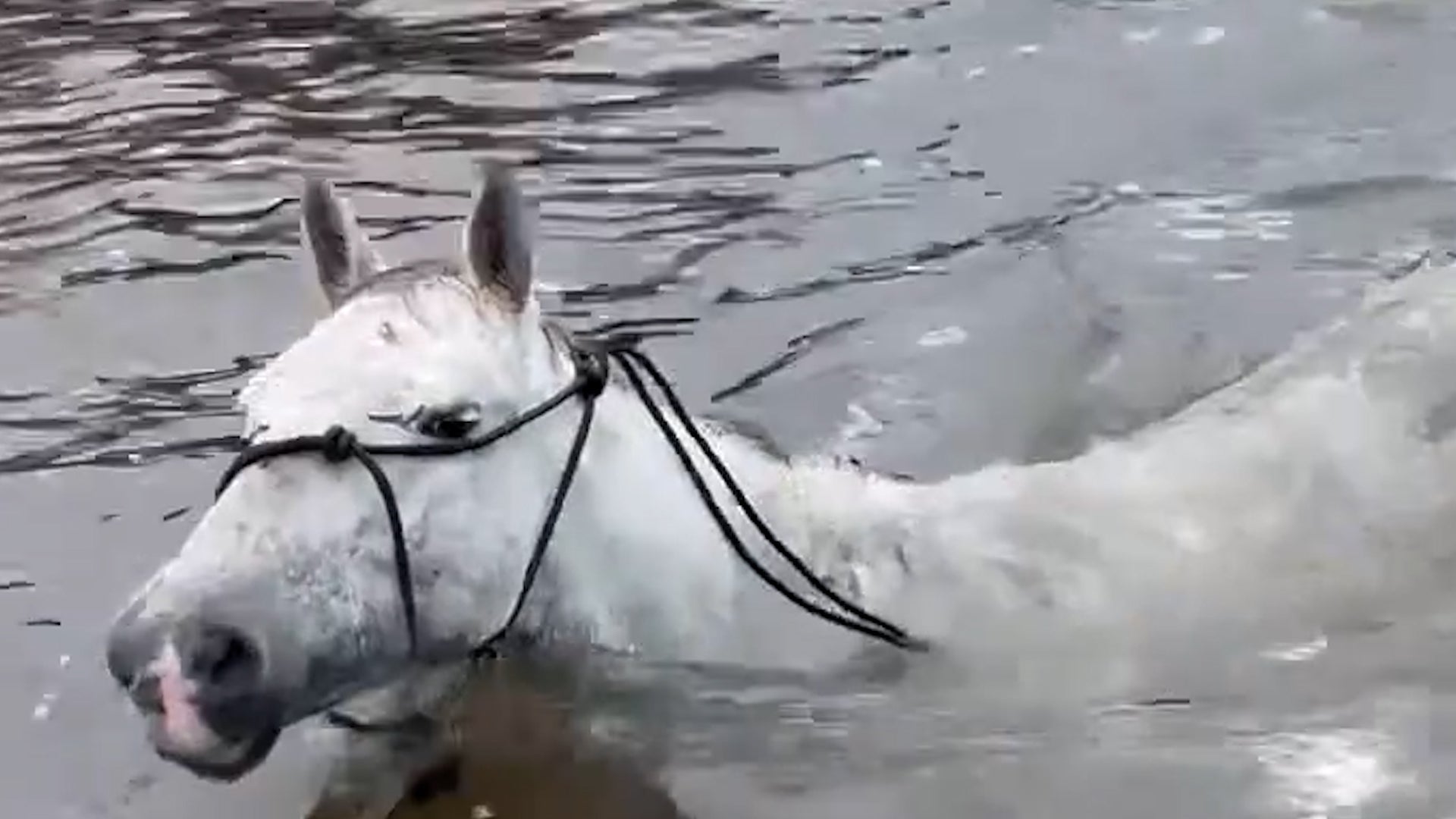 Man Rescues Horses From Texas Flood