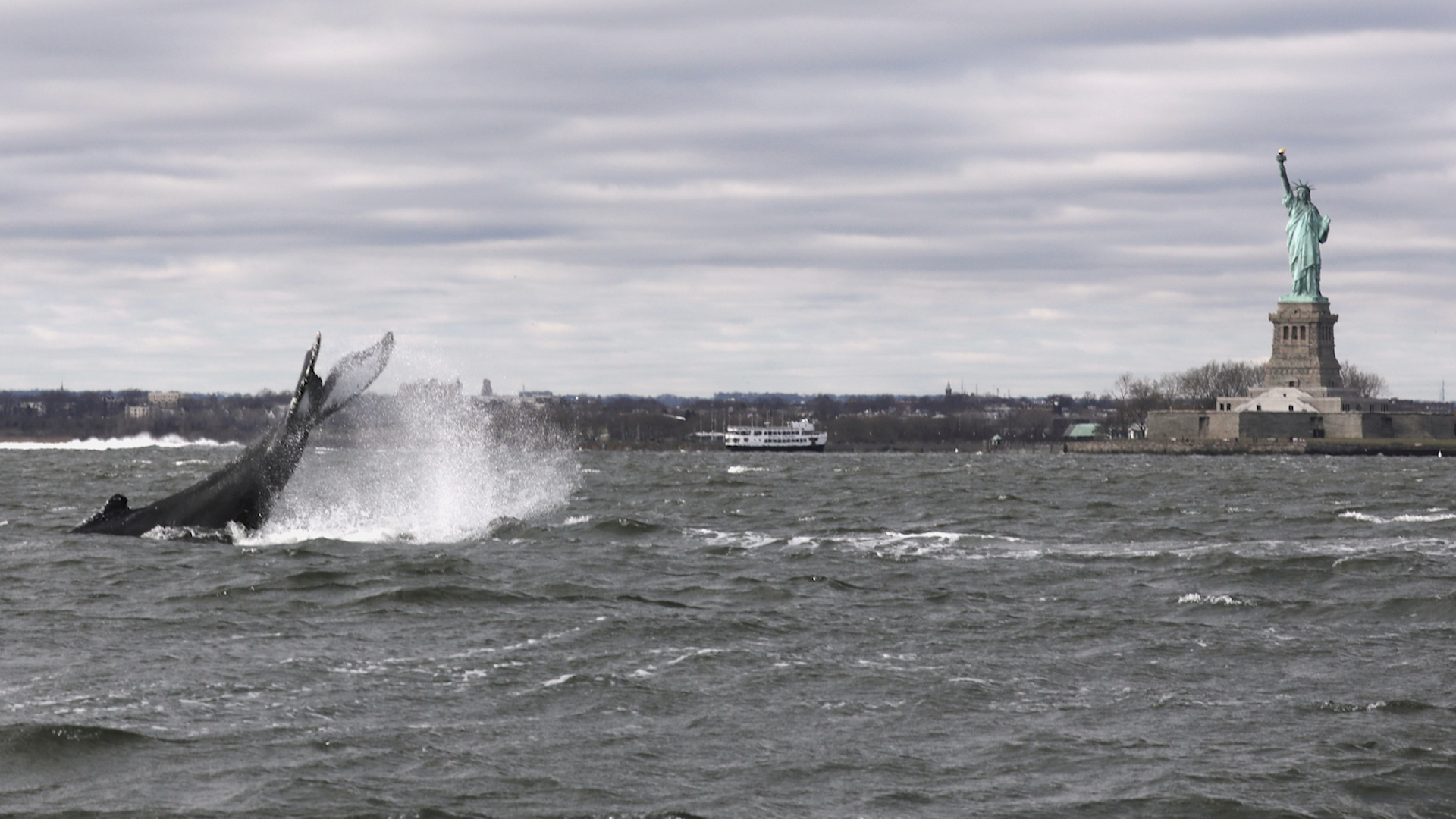Humpback Whale Spotted Near Statue of Liberty in New York City Videos