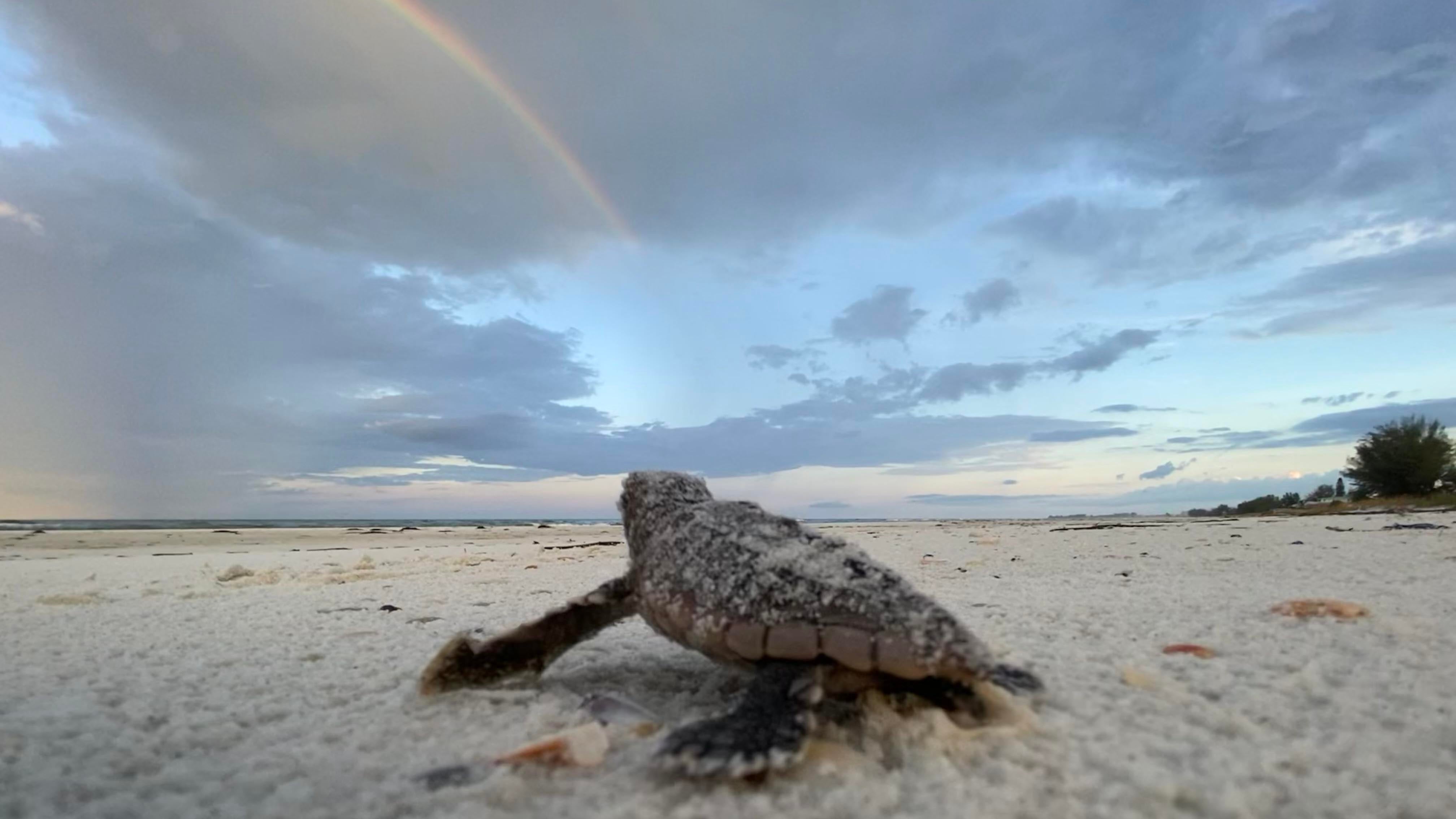 A tiny baby sea turtle sits in the sand looking toward a rainbow.
