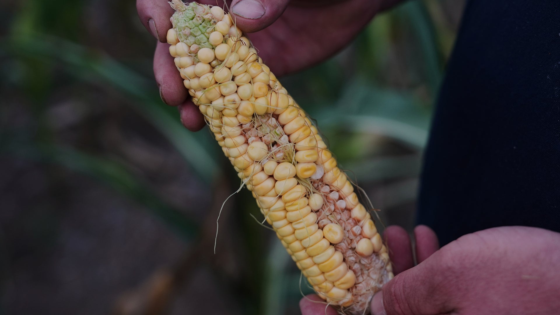 Will Extreme Heat Make It Harder To Get A Perfect Ear Of Corn?
