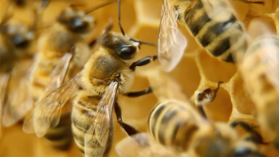 Weather Influences Diseases in Honey Bees, Study Finds Videos from