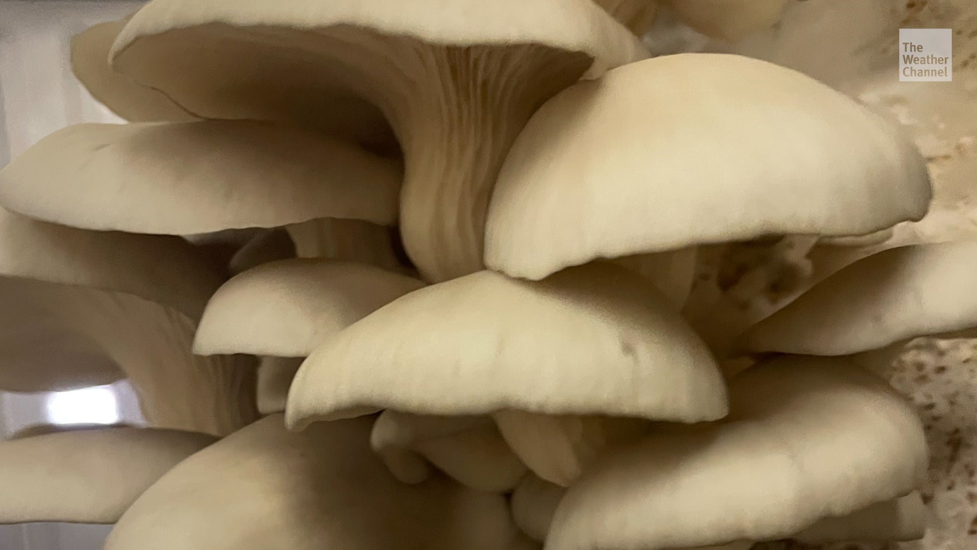 Mushrooms Could Help In Storm Cleanup