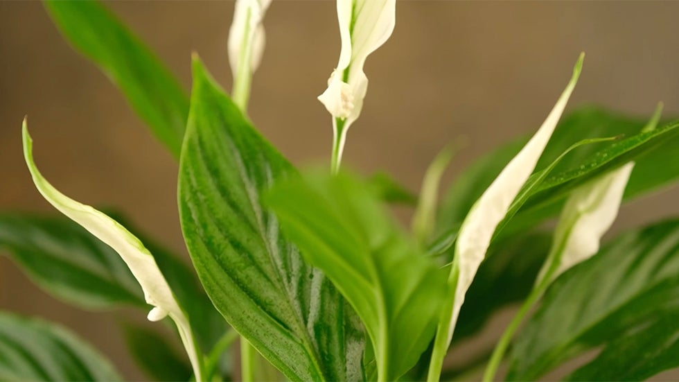 These Houseplants Can Help You Breathe Easier