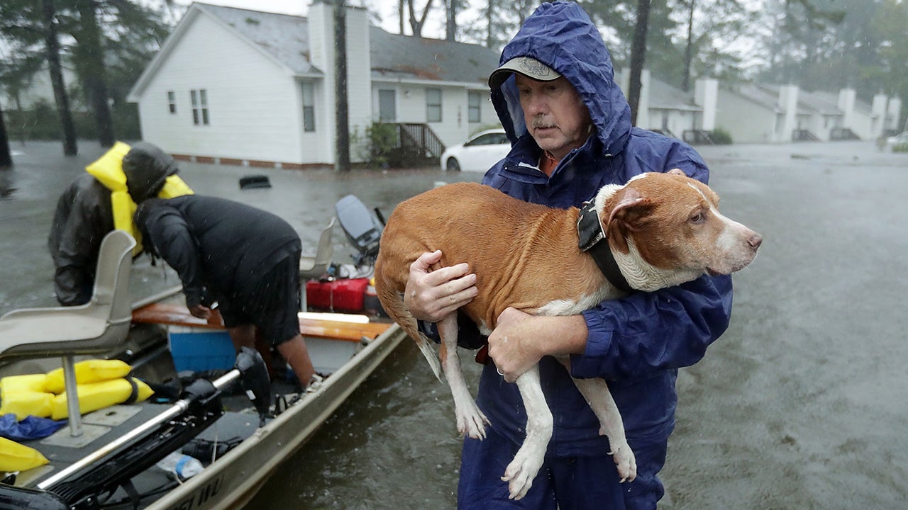 How to Prepare Your Pets For Hurricane Season