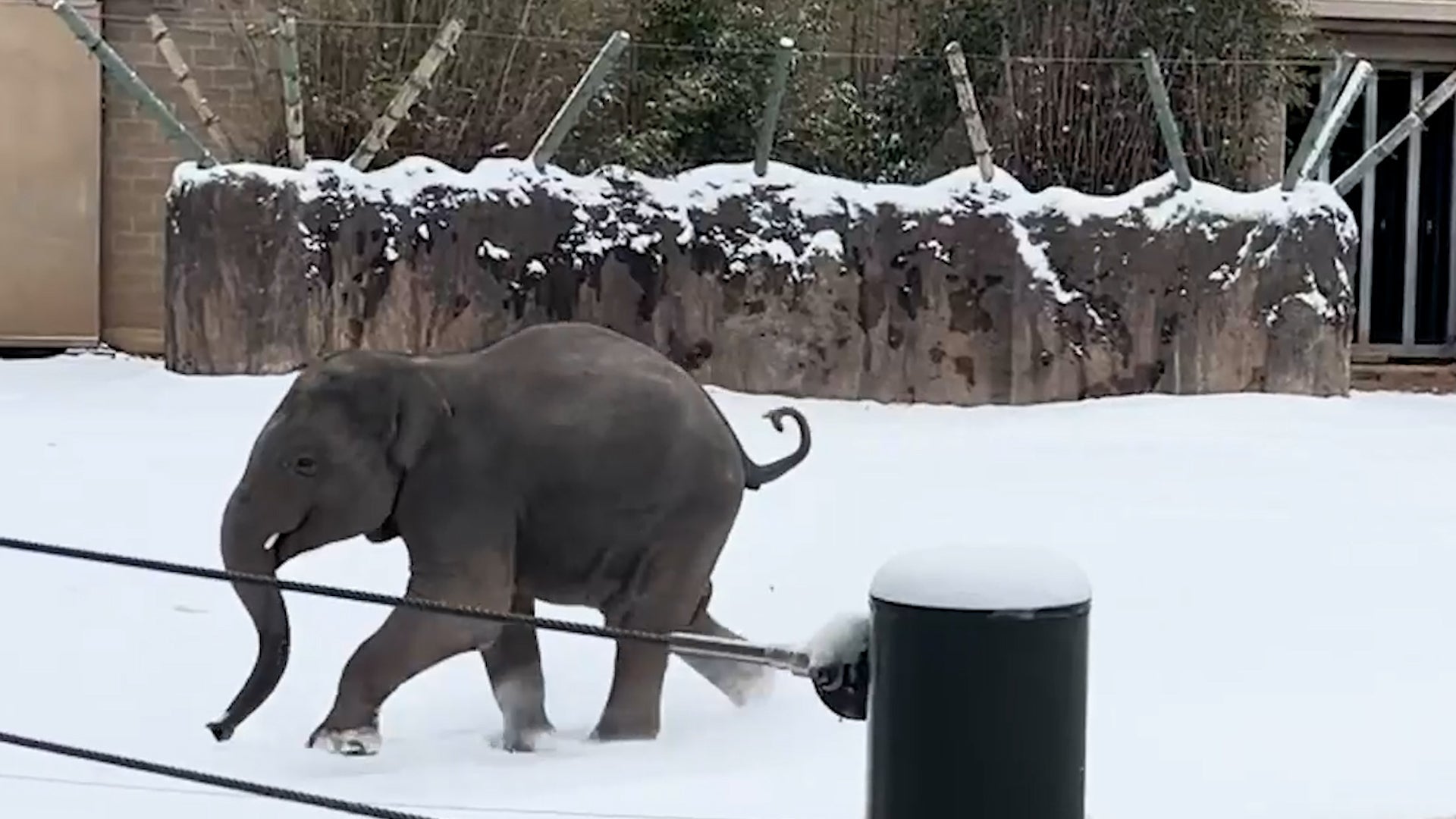 So Cute! Animals Revel In Rare Snow Day At The Houston Zoo