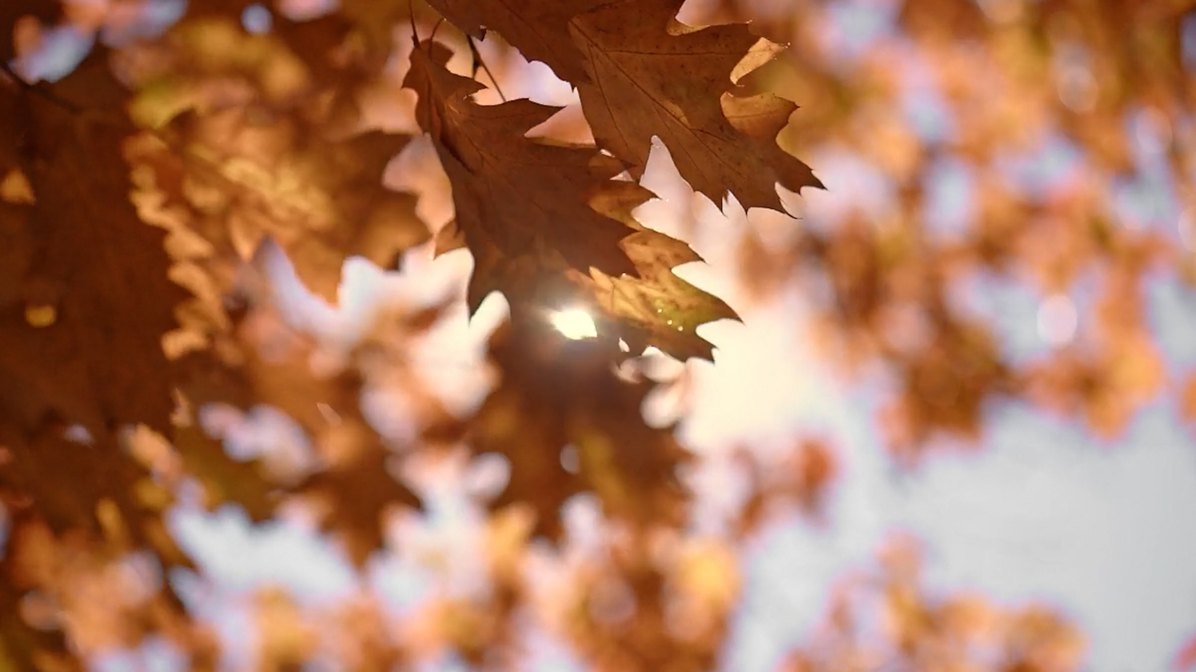Why Your Immune System Struggles With Seasonal Changes
