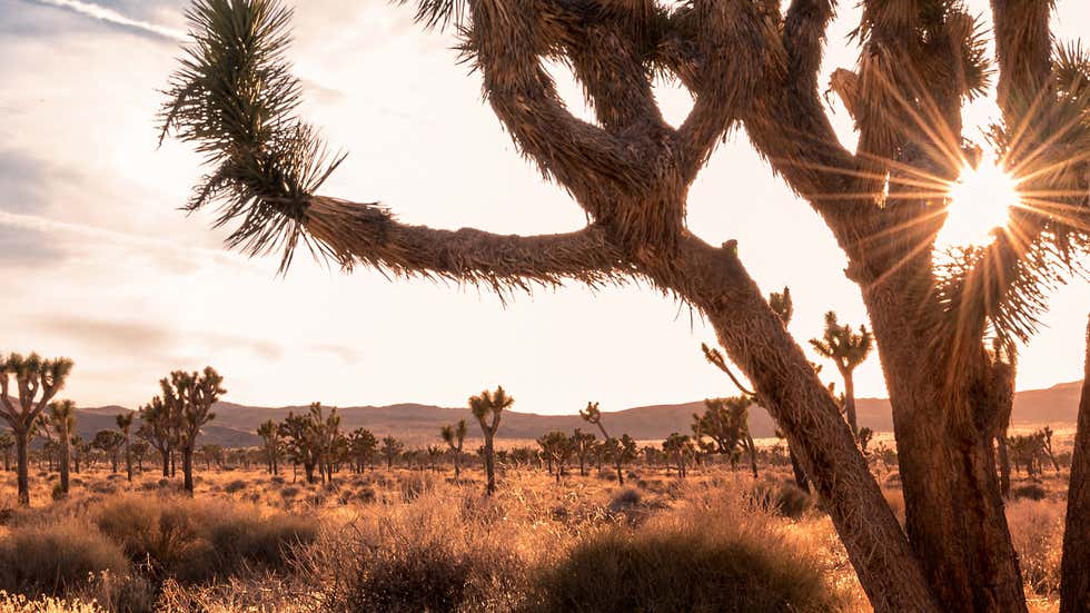 How Climate Change Is Impacting Joshua Trees - Videos from The Weather