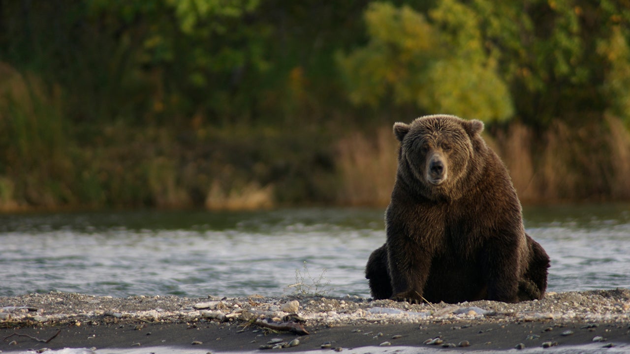 Brown Bears at Brooks Falls, Katmai National Park