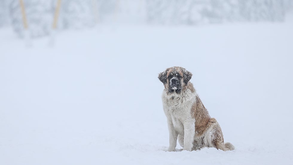 How To Keep Your Pets Safe This Winter