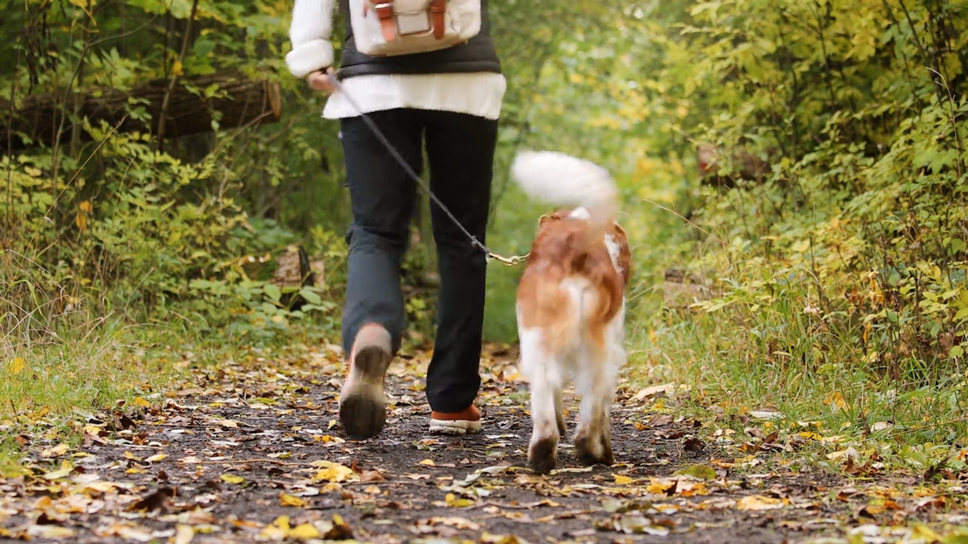 Best Leaf Peeping Hikes For You And Your Dog