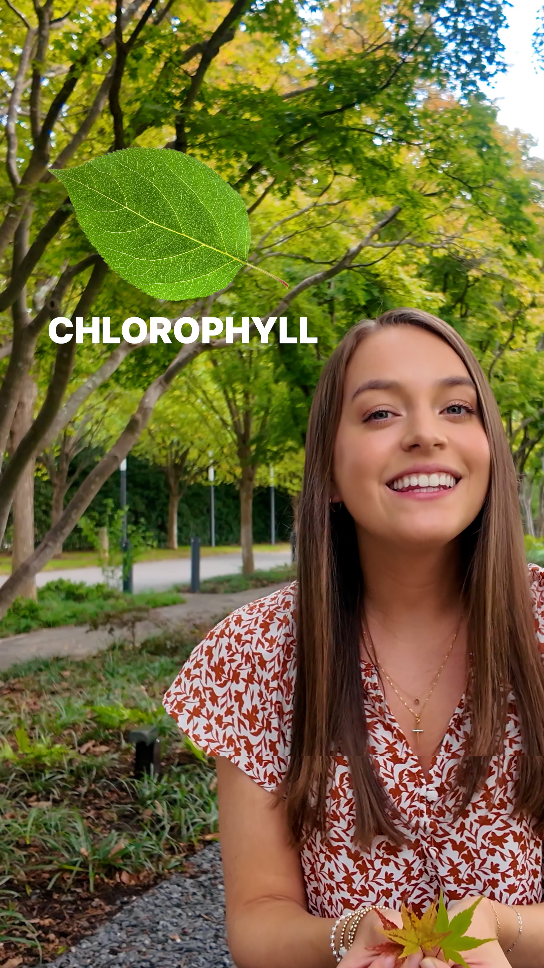 Science Behind Fall Leaves: Why Do They Change Color?