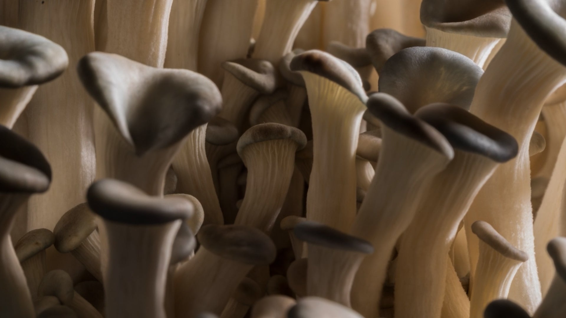 Shocking Study: Does Lightning Make Mushrooms Multiply?